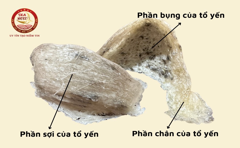 Chân tổ yến